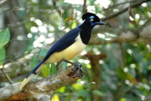 Misiones celebra el Día de las Áreas Naturales Protegidas con más de 500.000 hectáreas bajo conservación