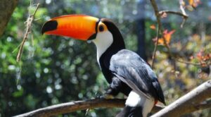 Misiones celebra el Día de las Áreas Naturales Protegidas con más de 500.000 hectáreas bajo conservación