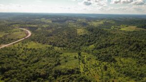 Restauración ecológica en Misiones: Vida Silvestre plantó más de 200 mil árboles nativos para salvar al yaguareté