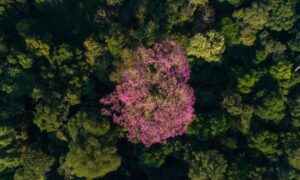 Día del Árbol 2025: por qué los bosques son esenciales en la lucha contra el cambio climático
