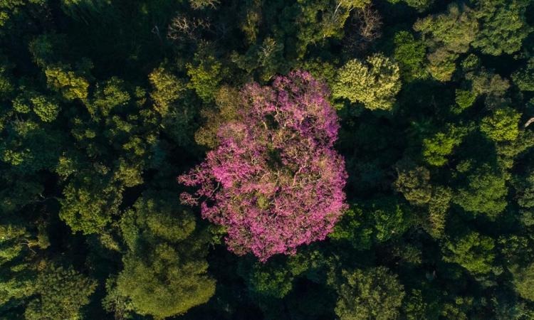 Día provincial del árbol