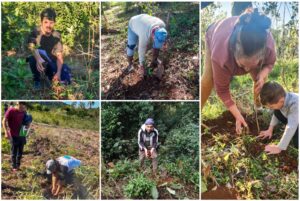 Restauración ecológica en Misiones: Vida Silvestre plantó más de 200 mil árboles nativos para salvar al yaguareté