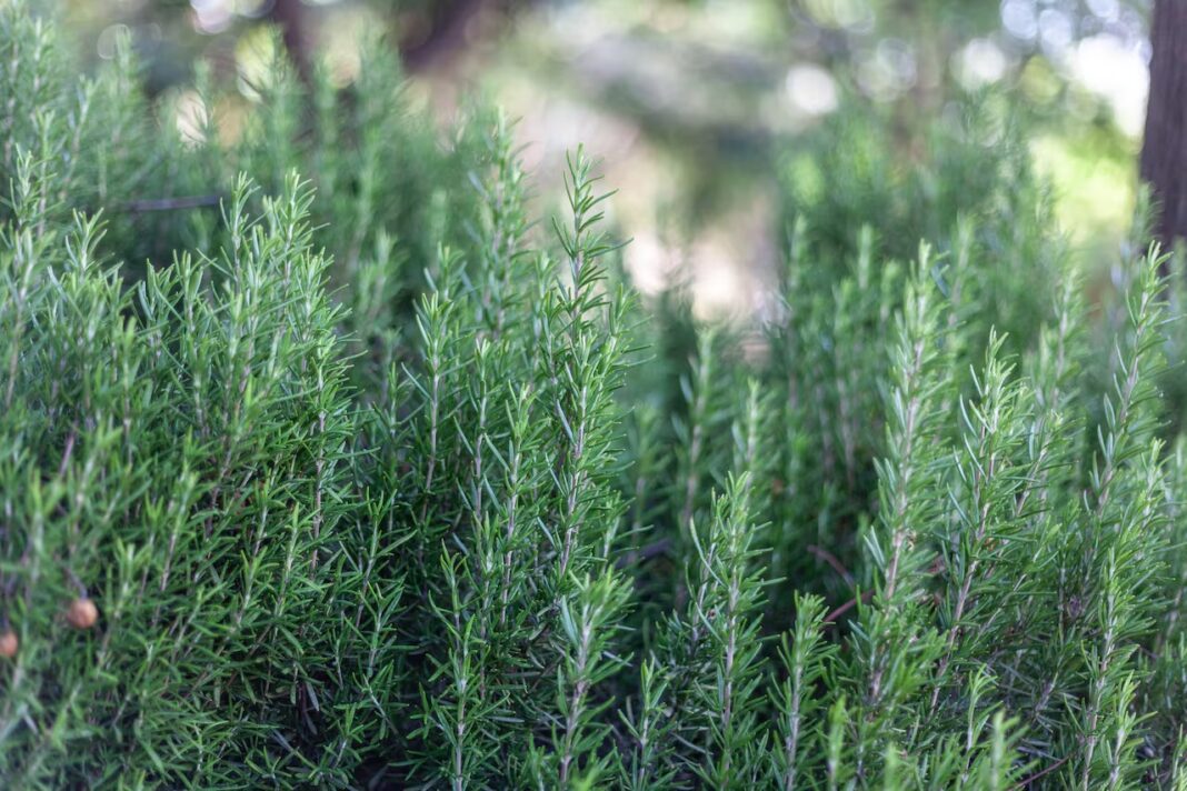 Plantas medicinales - Romero