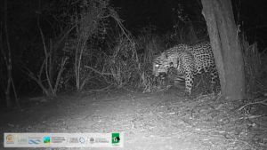 Chalak: el noveno yaguareté del Gran Chaco ya tiene nombre