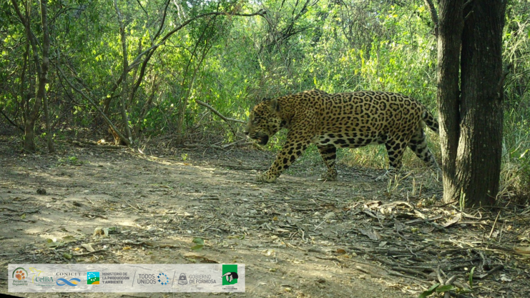 Chalak: el noveno yaguareté del Gran Chaco ya tiene nombre