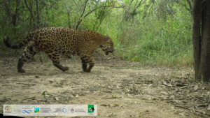 Chalak: el noveno yaguareté del Gran Chaco ya tiene nombre
