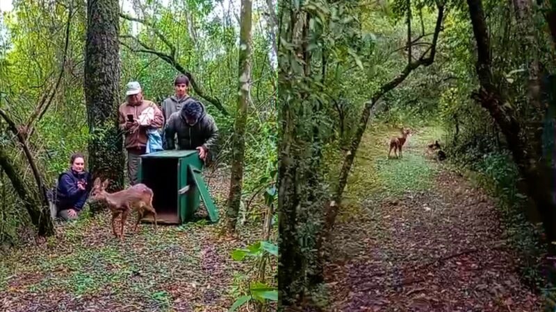Liberan en Fachinal un venado pardo rehabilitado en el Parque Ecológico El Puma