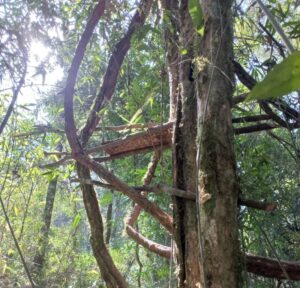 Guardafaunas incautan arma y destruyen ceba en operativo ambiental en San Pedro, Misiones