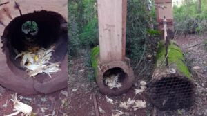 Megaoperativo en la Reserva de Biosfera Yabotí: desmantelan campamentos furtivos y secuestran armas, motocicletas y trampas de caza