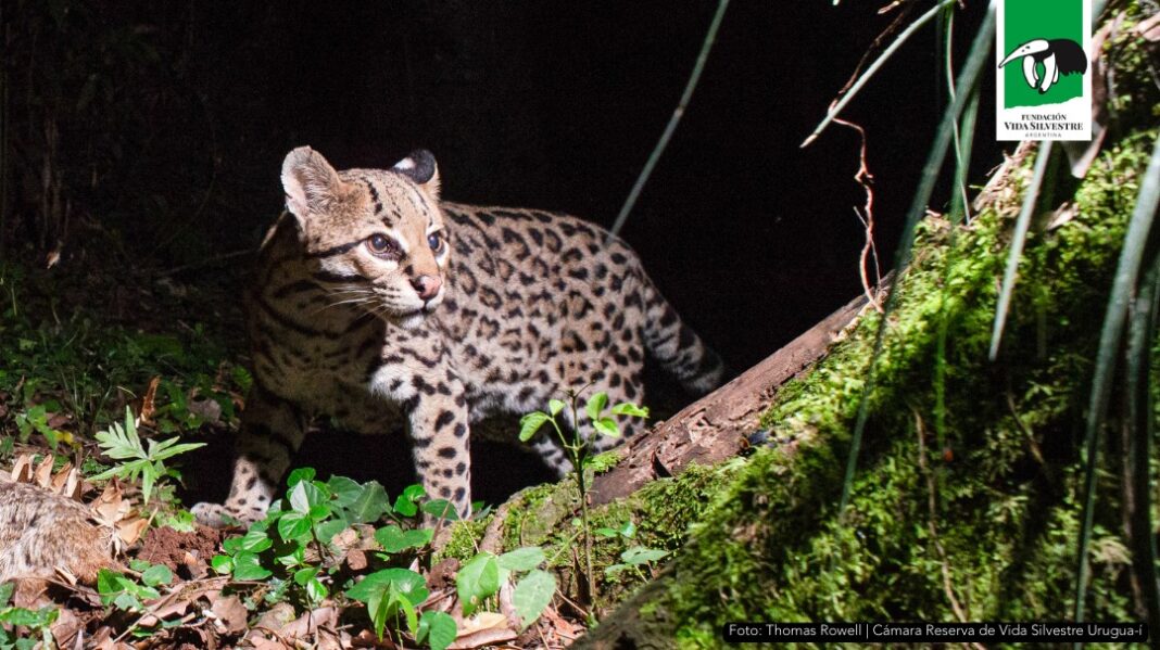 Huellita rompe récords: la ocelote más longeva del mundo vive en la Selva Misionera