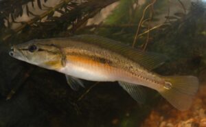 La “chanchita” se convierte en Monumento Natural de Misiones: un emblema de biodiversidad y compromiso ambiental