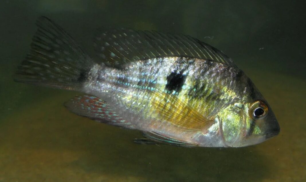 image (25) La “chanchita” se convierte en Monumento Natural de Misiones: un emblema de biodiversidad y compromiso ambiental