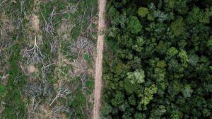 La Amazonía bajo presión: la deforestación seca el mayor bosque tropical del planeta