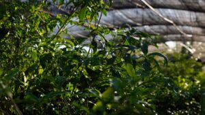 Misiones celebra la plantación de 100.000 árboles nativos para restaurar un ecosistema amenazado