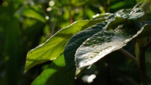 Misiones celebra la plantación de 100.000 árboles nativos para restaurar un ecosistema amenazado