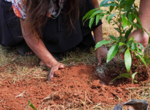 Misiones celebra la plantación de 100.000 árboles nativos para restaurar un ecosistema amenazado