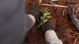 Montecarlo: Siembra de peces y árboles nativos para revitalizar el ecosistema del río Paraná