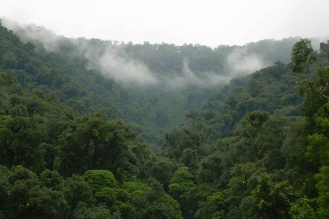 Argentina perdió 10,5 millones de hectáreas de bosques nativos en los últimos 40 años