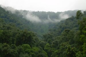 Argentina perdió 10,5 millones de hectáreas de bosques nativos en los últimos 40 años
