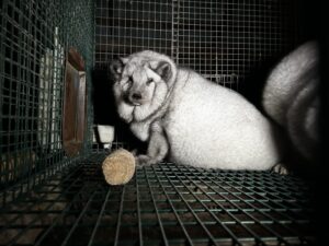 Condé Nast elimina el uso de pieles animales nuevas y marca un hito global hacia una moda ética y sostenible
