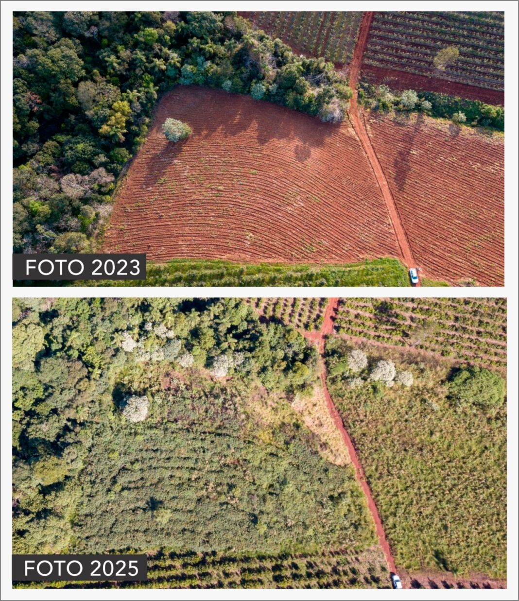 Restauración histórica en Misiones: más de 200.000 árboles nativos plantados