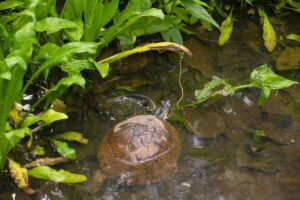 Liberan animales silvestres rehabilitados en el Parque Provincial Salto Encantado