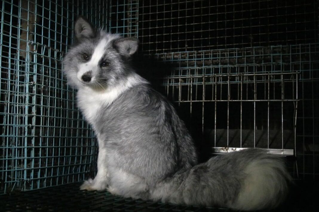 Condé Nast elimina el uso de pieles animales nuevas y marca un hito global hacia una moda ética y sostenible