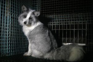 Condé Nast elimina el uso de pieles animales nuevas y marca un hito global hacia una moda ética y sostenible