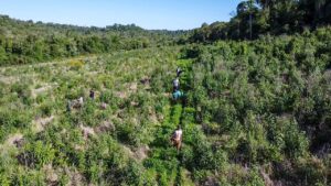 Acción por la biodiversidad: plantan 5.000 especies nativas en el Parque Provincial Foerster