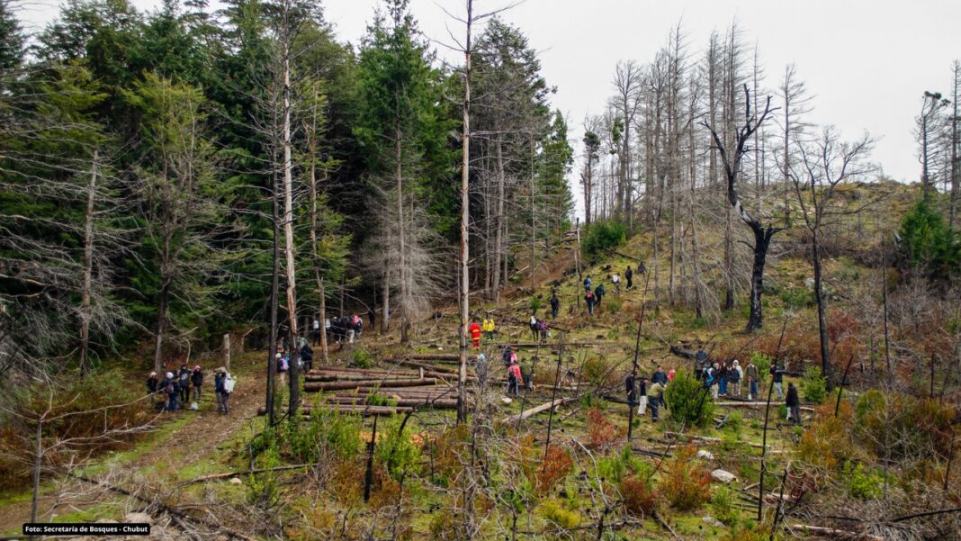 image (3) Chubut: avanza la restauración de bosques nativos con la plantación de 17.000 árboles en áreas afectadas por incendios