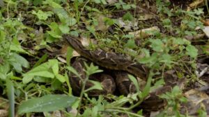 Liberan animales silvestres rehabilitados en el Parque Provincial Salto Encantado