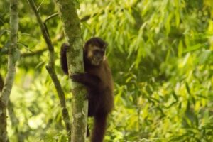 liberan animales silvestres recuperados en el Parque Urugua-í