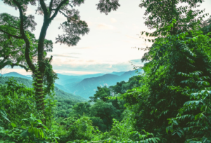 Parque Provincial Piñalito: un refugio de biodiversidad en el corazón de la selva misionera