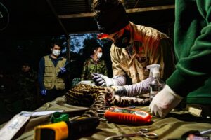 Misiones refuerza la conservación y la seguridad mediante un operativo conjunto que unió la protección del yaguareté y el entrenamiento de canes policiales