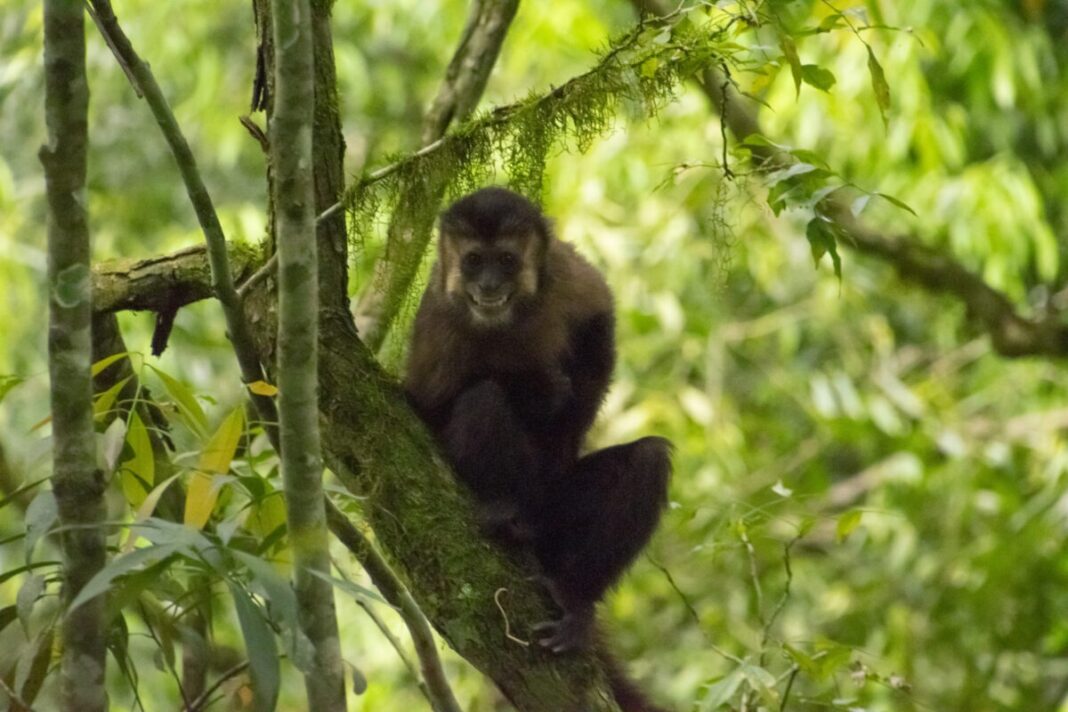 liberan animales silvestres recuperados en el Parque Urugua-í