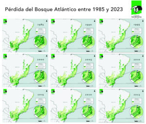 Nuevo mapa revela la alarmante pérdida del Bosque Atlántico y resalta el rol clave de Misiones en su conservación