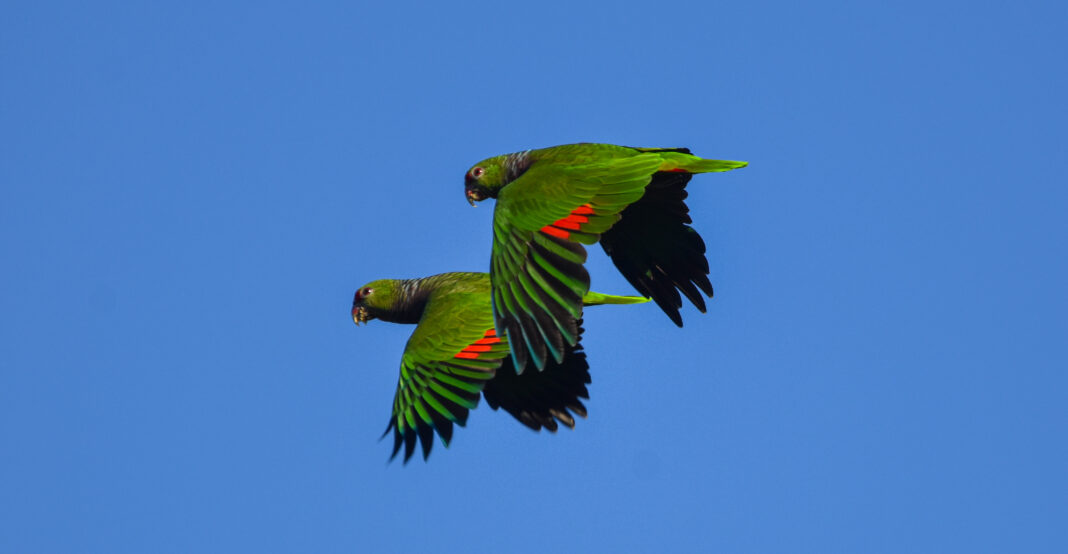 Registran apenas 323 ejemplares de Loro Pecho Vinoso en Misiones: una especie en peligro crítico