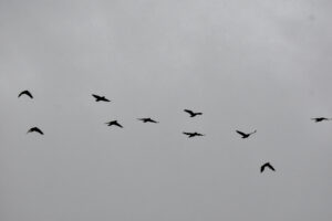 Registran apenas 323 ejemplares de Loro Pecho Vinoso en Misiones: una especie en peligro crítico