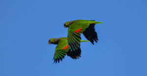 Registran apenas 323 ejemplares de Loro Pecho Vinoso en Misiones: una especie en peligro crítico