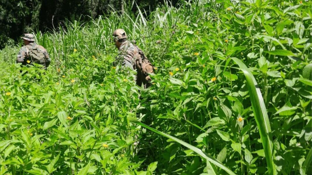 Guardaparques de Misiones desmantelaron un campamento de cazadores furtivos en el Parque Provincial Foerster y hallaron restos de fauna silvestre