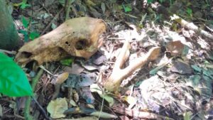 Guardaparques de Misiones desmantelaron un campamento de cazadores furtivos en el Parque Provincial Foerster y hallaron restos de fauna silvestre