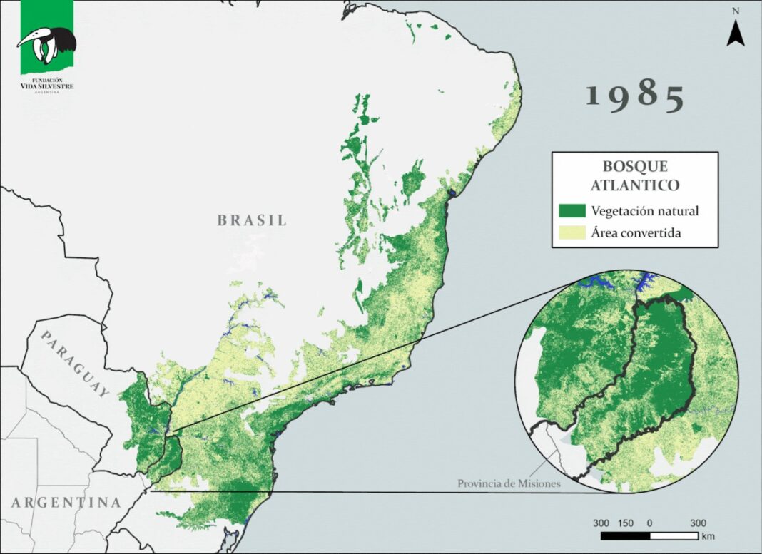 Nuevo mapa revela la alarmante pérdida del Bosque Atlántico y resalta el rol clave de Misiones en su conservación