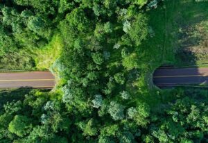 Misiones avanza en nuevas acciones ambientales junto a la Fundación Rewilding Argentina