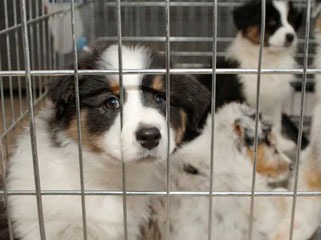 Posadas prohíbe la venta de mascotas y refuerza la protección del bienestar animal