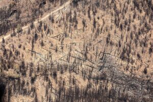 Ecocidio en Chubut: imágenes aéreas de Greenpeace muestran la devastación de los incendios más graves en décadas