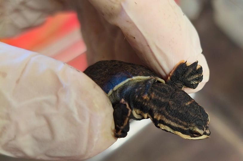 Nacen tortugas en peligro de extinción en Cataratas del Iguazú: piden máxima precaución a visitantes