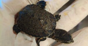 Nacen tortugas en peligro de extinción en Cataratas del Iguazú: piden máxima precaución a visitantes