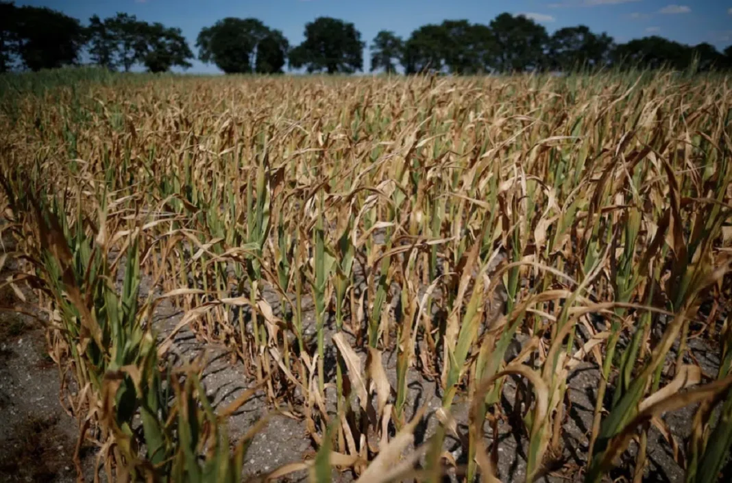 Sequía en Argentina