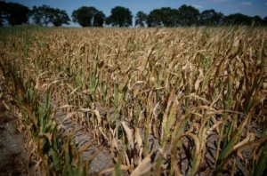 Sequía en Argentina