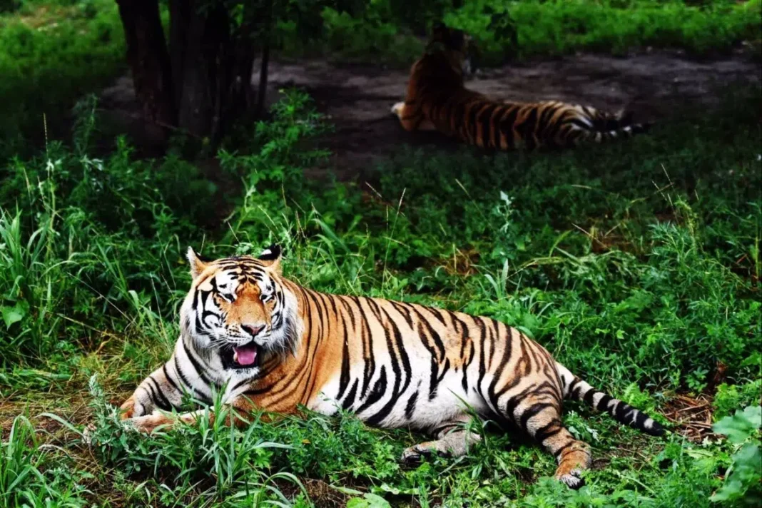 Tailandia enfrenta brote de peste felina: 72 tigres fallecen en diez días y no hay relación con gripe aviar